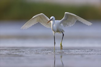 Western Reef Heron, Western Reef-Heron, Western Reef-Egret, (Egretta gularis), Garceta Dimorfa,