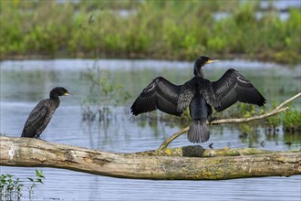 Great cormorant (Phalacrocorax carbo) juvenile perched on fallen tree trunk in pond and stretching