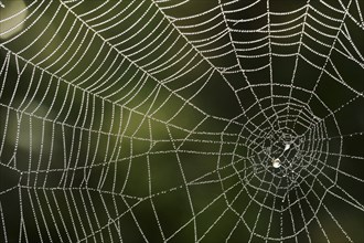 Spider's web with dewdrops, Provence, South of France