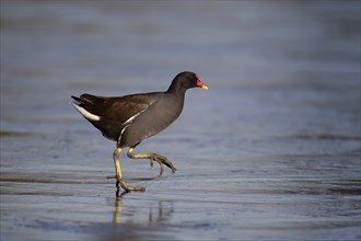 Common moorhen (Gallinula chloropus) adult bird walking on ice of a frozen pond in winter, England,