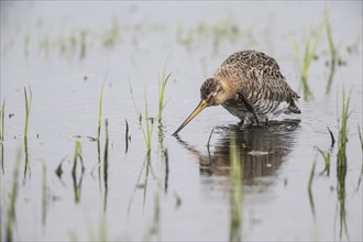 Black-tailed Godwit (Limosa limosa), Lower Saxony, Germany, Europe