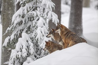 Gray wolves (Canis lupus), wolf pack, captive, winter, snow, forest, Bavarian Forest National Park,