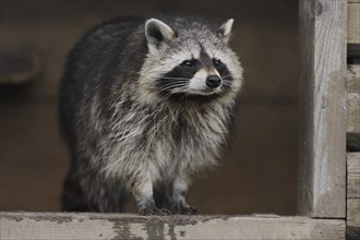 Raccoon (Procyon lotor) standing in the window of a shed, Hesse, Germany, Europe