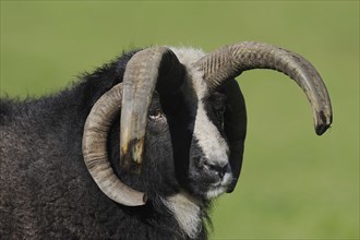 Jacob sheep (Ovis ammon f. aries), ram, portrait, Lower Saxony Germany