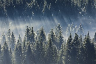 Fog and forest in OberÃ¤geri in the canton of Zug, Switzerland, Europe