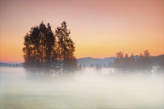 Birch trees in the Rothenthurm upland moor at sunrise in autumn, Canton Schwyz, Switzerland, Europe