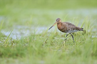 Black-tailed Godwit (Limosa limosa), Lower Saxony, Germany, Europe