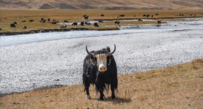 Cute yak in front of a river, Issyk Kul province, Kyrgyzstan, Asia