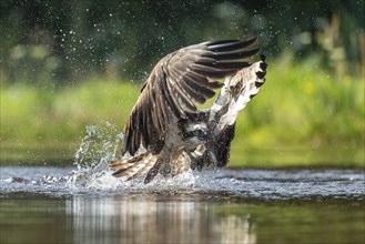 Western osprey (Pandion haliaetus) hunting, Aviemore, Scotland, Great Britain