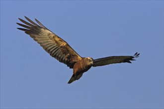 Western marsh-harrier (Circus aeruginosus), Hides de El Taray / Raptor Hide, Villafranca de los