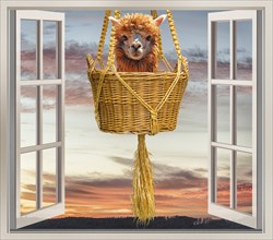 Humorous photo, alpaca sitting in a wicker basket in front of an open window