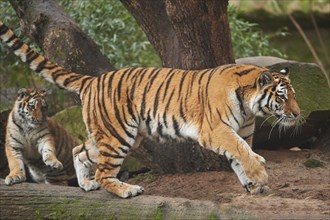 Close-up of a Siberian tiger (Panthera tigris altaica) cub, captive