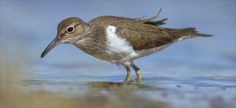 Common greenshank (Tringa nebularia) Chevalier aboyeur, Archibebe Claro, Offstein sewage ponds,