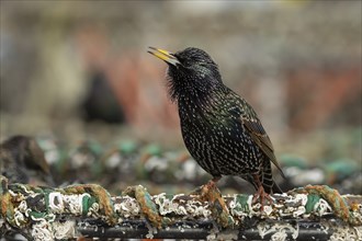 Common starling (Sturnus vulgaris) adult bird singing on a lobster fishing pot in a urban harbour,