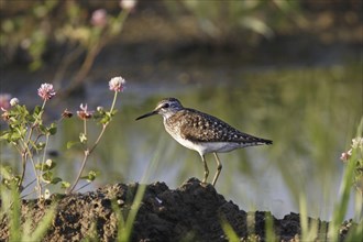 Wood sandpiper, Tringa glareola, wood sandpiper