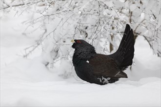 Auerhahn, Tetrao urogallus, wood grouse