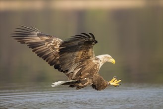 Seeadler, Haliaeetus albicilla, white-tailed eagle