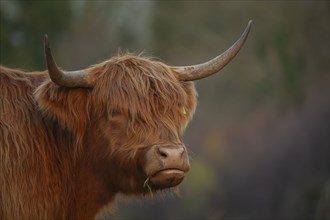 Highland cattle or cow (Bos taurus) adult farm animal head portrait, Suffolk, England, United