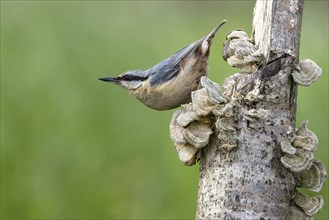 Eurasian nuthatch (Sitta europaea) on dead wood, Austria, Upper Austria, Europe