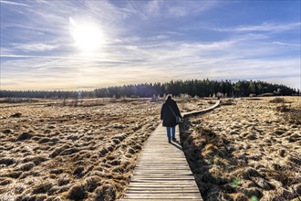 Hiking trail on wooden boardwalks through the High Fens, raised bog, in the Eifel and Ardennes