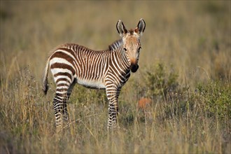 Cape Mountain Zebra (Equus zebra zebra), young animal, foraging, Mountain Zebra National Park,