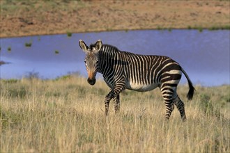 Cape Mountain Zebra (Equus zebra zebra), adult, foraging, water, Mountain Zebra National Park,