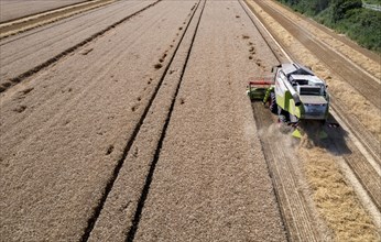 Agriculture, grain harvest, wheat, combine harvester harvesting in a wheat field, near