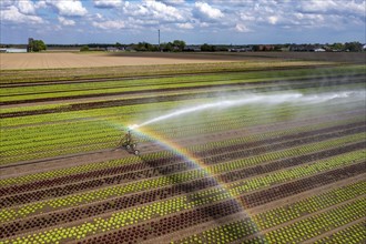 A field is artificially irrigated, water is sprayed onto the field via an irrigation system, field