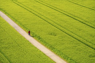 Cereal fields in spring, still green and fresh in growth, field path, cyclist, North