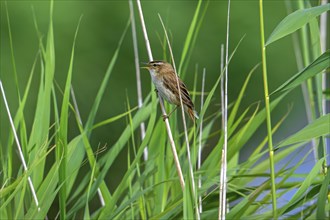 Sedge warbler (Acrocephalus schoenobaenus, Motacilla schoenobaenus) calling from reed stem in