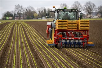 Lettuce plants, in press pots, they are planted in a field with a planting machine, agriculture,