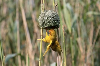 Eastern golden weaver (Ploceus subaureus), adult, male, at the nest, mating, Saint Lucia Estuary,