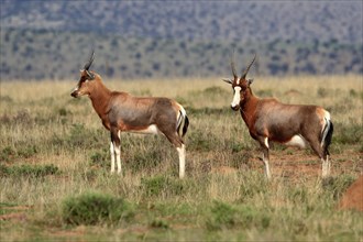 Bontebok (Damaliscus pygargus), adult, subadult, two, foraging, Mountain Zebra National Park, South