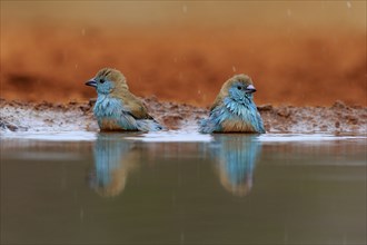 Angolan butterfly finch (Uraeginthus angolensis), blue-eared butterfly finch, adult, two birds, at