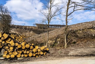 Cleared forest area north of the village of Öventrop, district of Arnsberg, dead spruce stands were