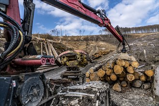 Cleared forest area north of the village of Öventrop, district of Arnsberg, dead spruce stands were