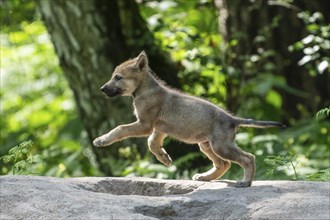 A puppy jumping energetically through the forest, European grey gray wolf (Canis lupus), Germany,