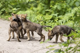 Four wolf pups playing together on a sandy path in a green forest area, European grey gray wolf