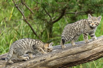 Two young kittens playing on a tree trunk in a green forest, wild cat (Felis silvestris), kittens,