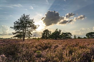 Osterheide, heather blossom of the broom heather, in the Lüneburg Heath nature reserve, Lower