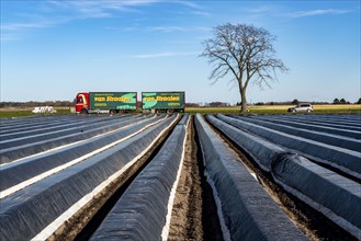 Agriculture on the Lower Rhine, early season, asparagus cultivation in spring, under plastic