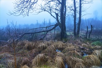 The High Fens nature park Park, in the German-Belgian border region near Eupen, winter, fog, wooden