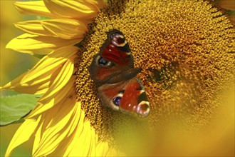 Peacock butterfly on a sunflower, July, Saxony, Germany, Europe