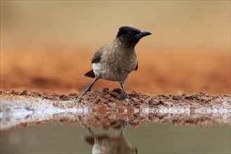 Grey bulbul (Pycnonotus barbatus), adult, at the water, Kruger National Park, Kruger National Park,