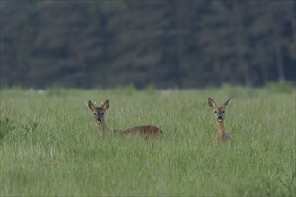 Roe deer (Capreolus capreolus) adult male buck and female doe animal in a farmland grass field in