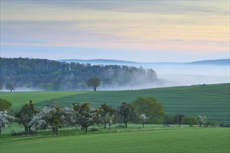 Foggy morning landscape with green orchards, fruit trees and rolling hills at sunrise, spring,