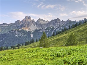 Alpine meadow in front of the large Bischofsmütze, Gosaukamm, Dachstein massif, Sulzenalm,