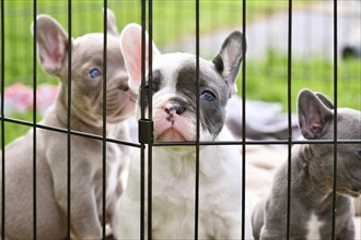 Cute pied French Bulldog dog puppy behind bars