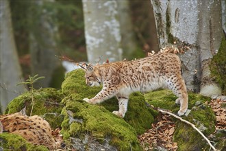 Eurasian lynx (Lynx lynx) in a forest, captive, Bavarian Forest Nationalpark, Bavaria, Germany,