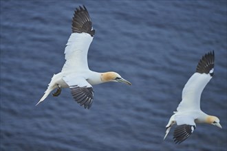 Close-up of Northern gannet (Morus bassanus) in spring (april) on Helgoland a small Island of